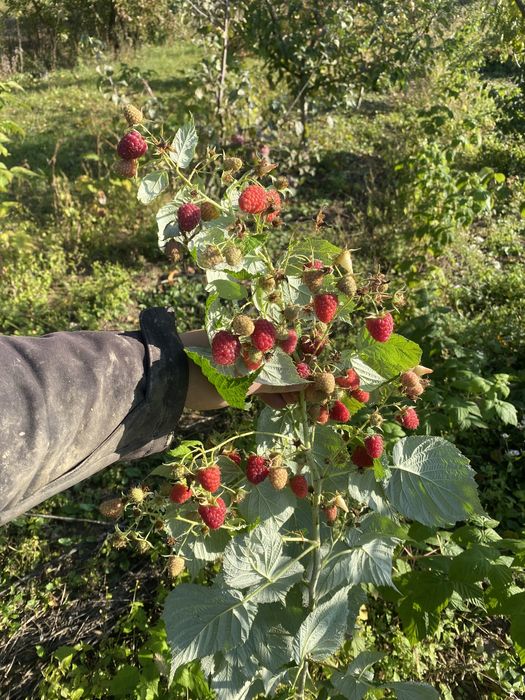 Продам саджанці Малини