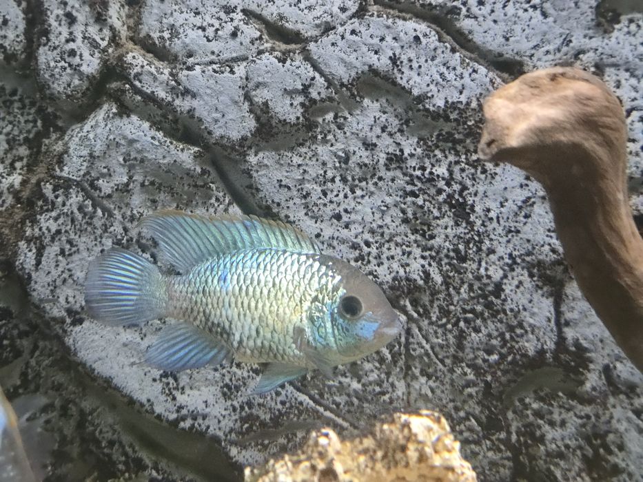 Akara electric blue