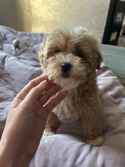 Міні Хлопчик Мальтіпу ф1