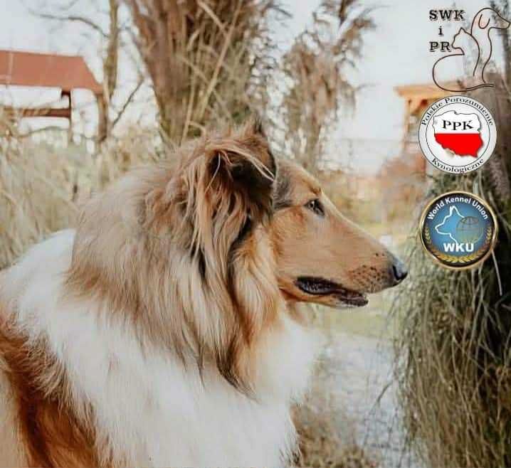 Szczenię Owczarek Szkocki Długowłosy