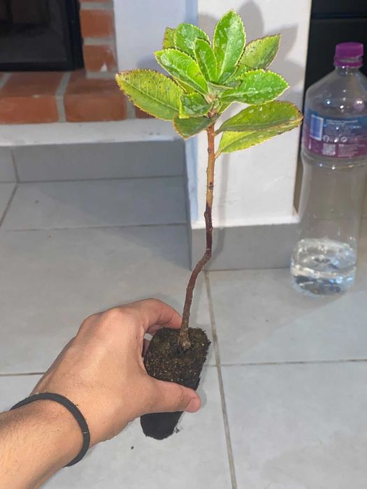 Medronheiros - Sempre Verdes, Ideal para Sebes c/ Fruto Comestível