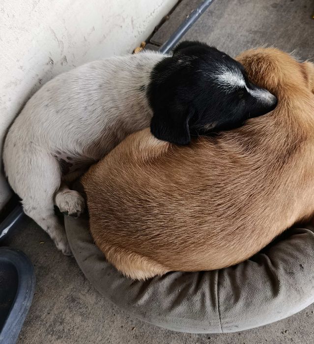 Oddam za darmo szczeniaczki