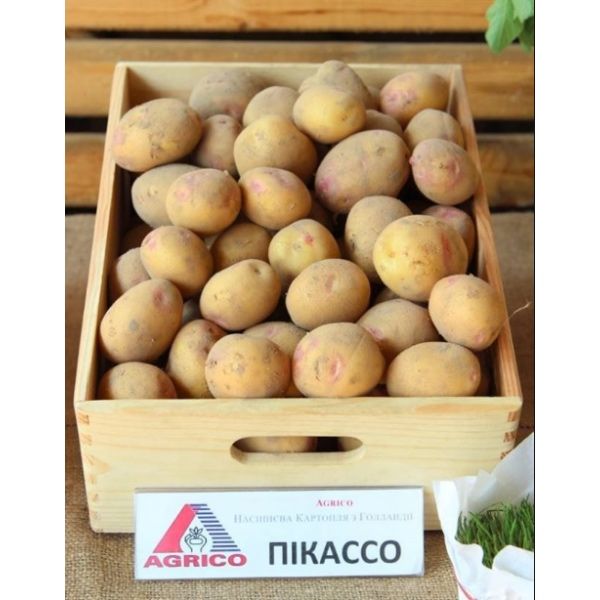 Елітне насіння картоплі , відправка поштою від 5 кг. Більше 25 сортів