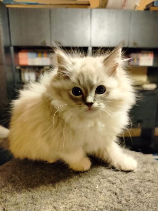 Ragdoll kocurek z rodowodem FPL