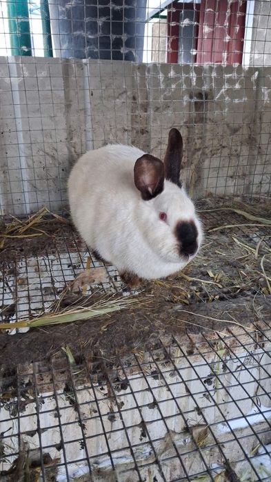 Кітна самка каліфорнії