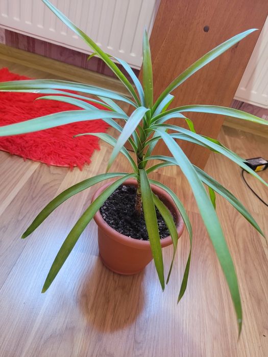 Віддам даром  вазони