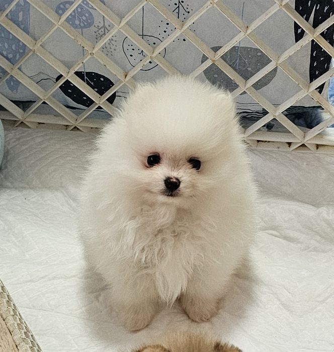 Szpic Miniaturowy Pomeranian