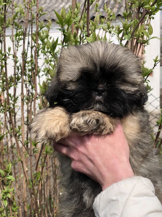 Девочки и мальчики ши тцу