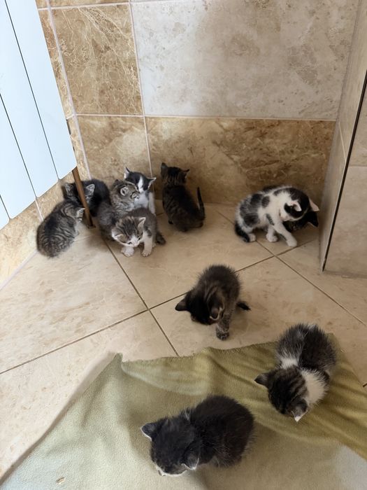 11 kociaków szuka kochających domków