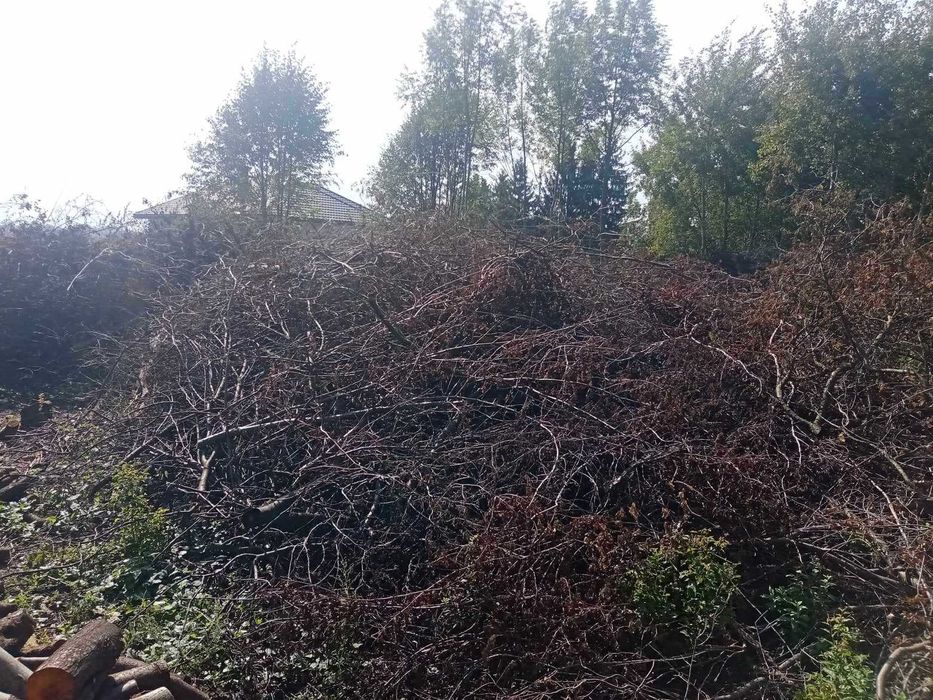 Po likwidacji sadu oddam na zrębkę dużą ilość gałęzi (200mx2,5mx3m)