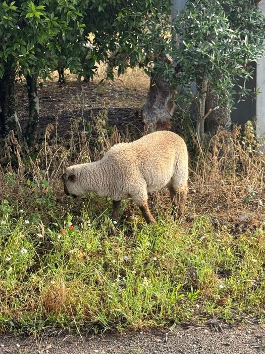 Cruzado de sulfok macho 6 meses