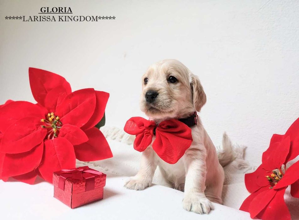 Wyjątkowa Cockapoo  Smooth Coat / Cocker Spaniel + Pudel Mini