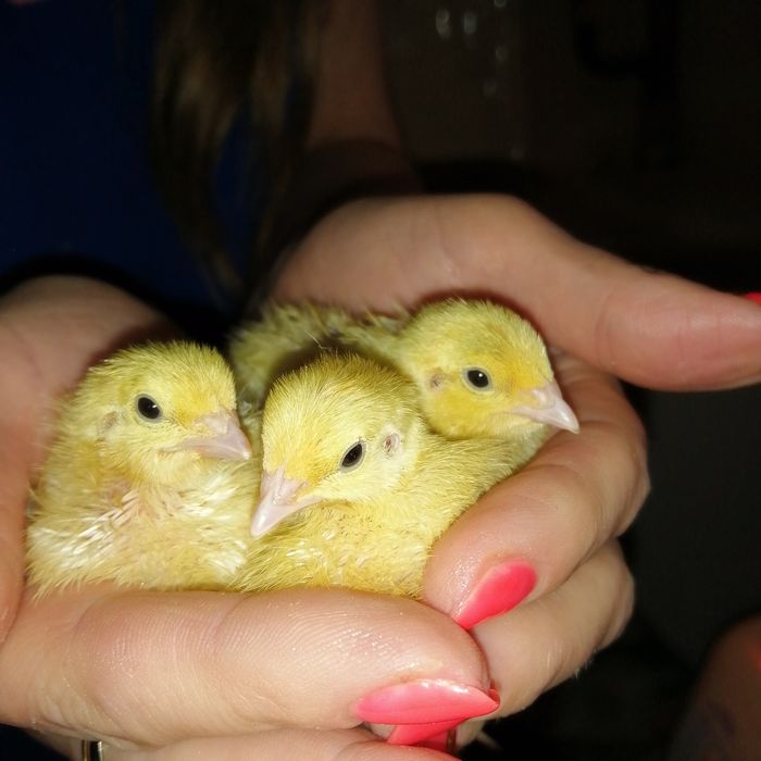 Перепела белые техасские