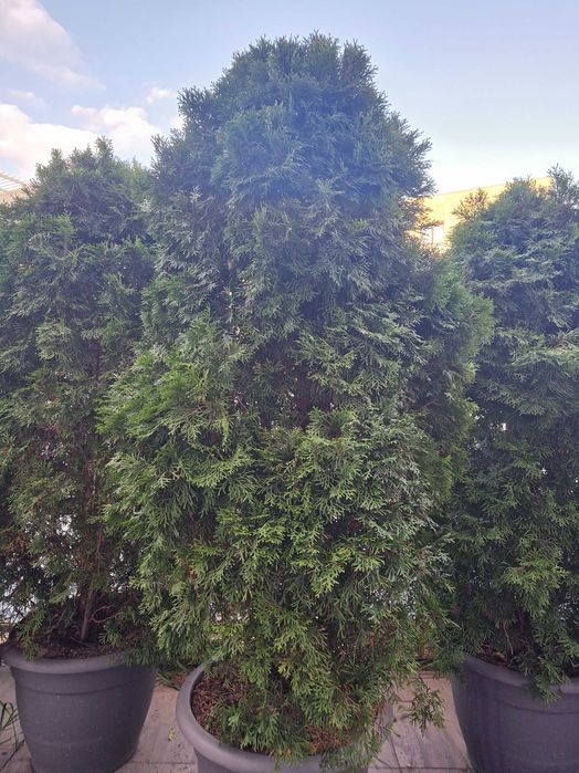 Tuja szmaragd wysoka 180 cm