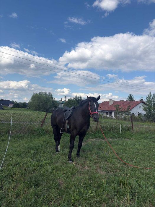 Ogier Śląski 3 lata w starym typie