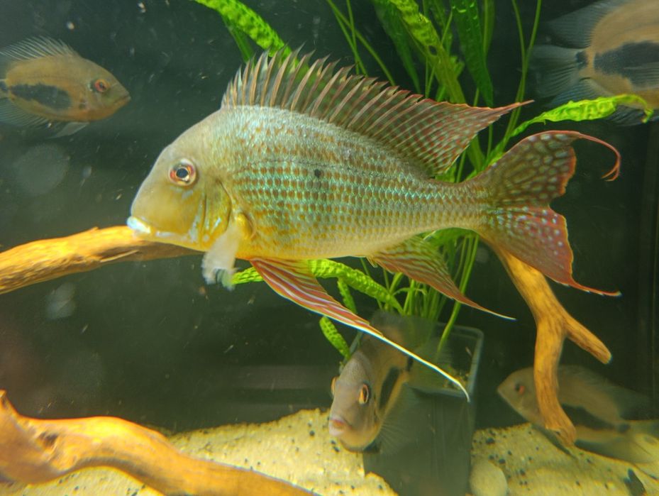 Geophagus altifrons Rio Negro