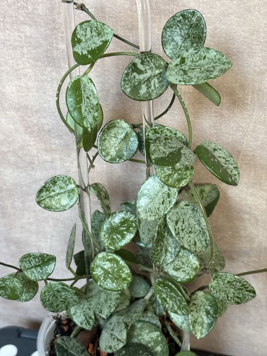 Hoya Mathilde Splash (cięta 2 węzły)