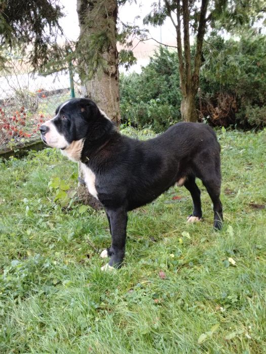 Owczarek srodkowoazjatycki