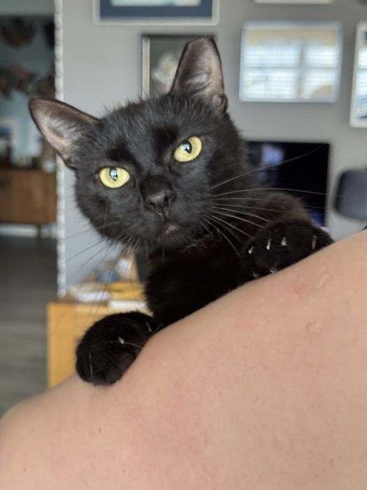 Piekna czarna kotka do adopcji