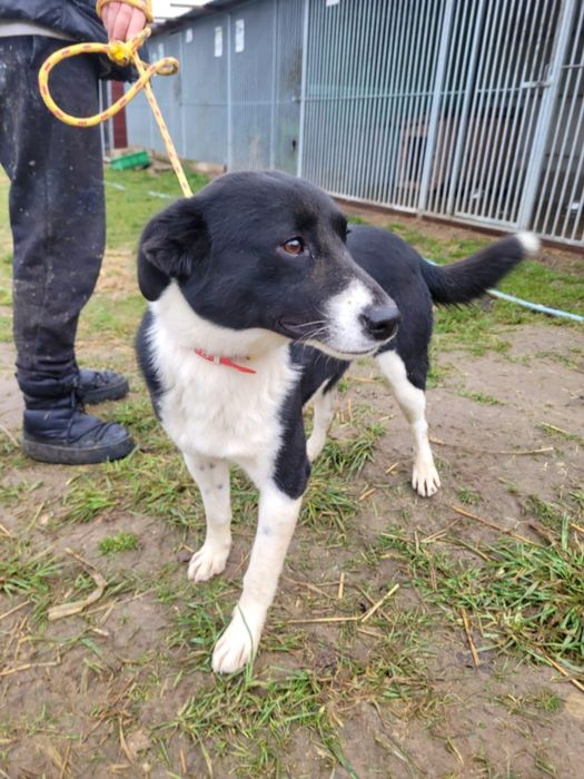 Piękny Olaf szuka domu