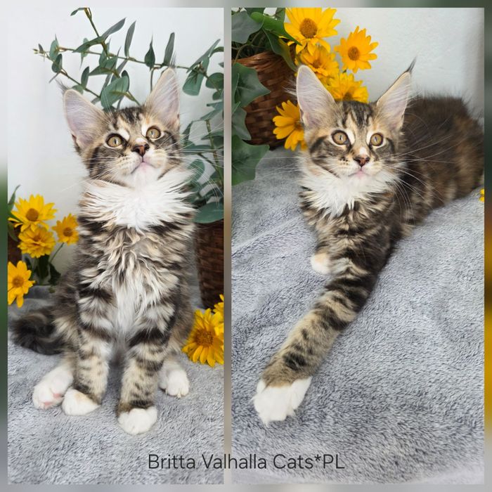 BRITTA  kotka Maine Coon szylkretowa rodowód FPL