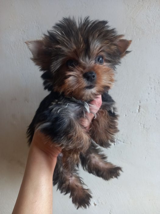 Красивая мини малышка