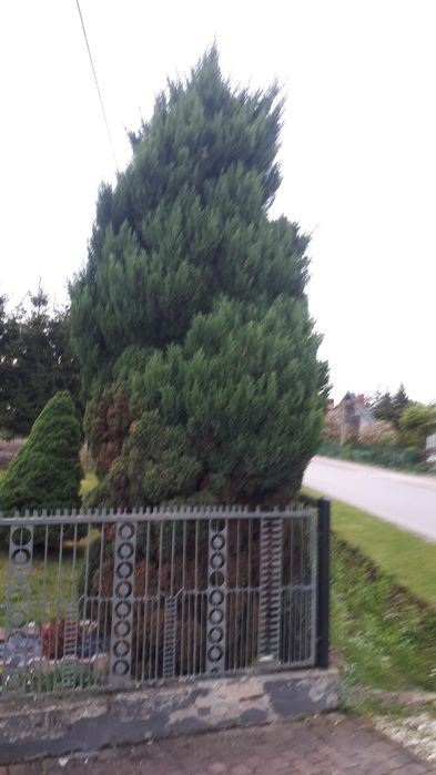 Tuje oddam za darmo