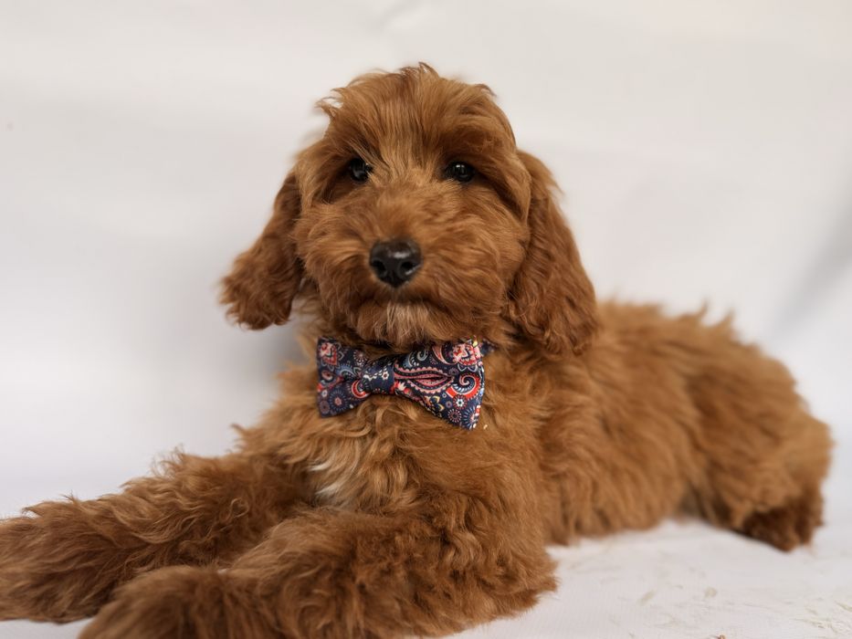 Cokapoo, cocapoo F1 Cookie pudel+cocker spaniel