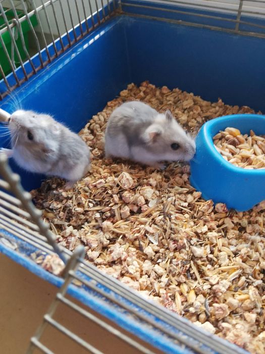 Джунгарский хомяк