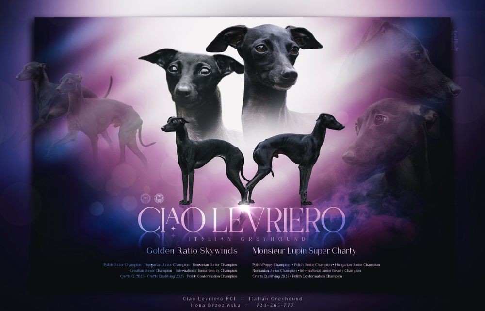 Charcik włoski - Brivio chłopiec ZKWP/FCI