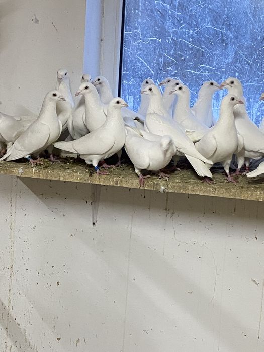 Biale golebie pocztowe