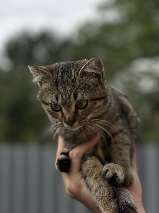 Котята.