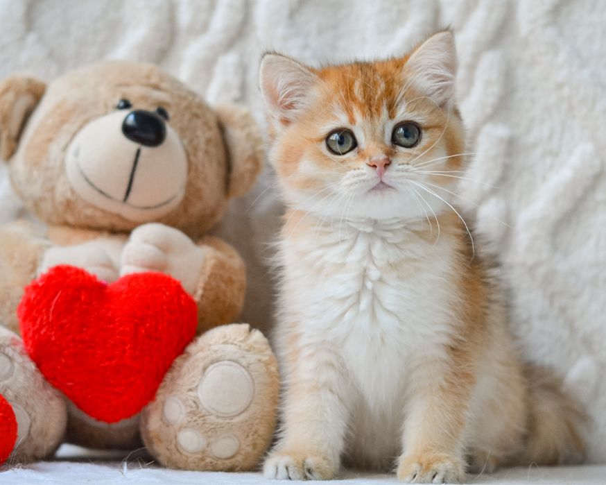 Київ. Золота британочка