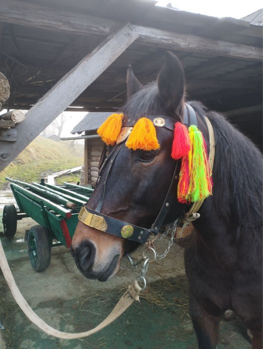 Продам Кобилу  6 років