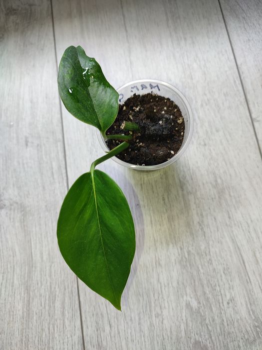 Эпипремнум Марбл грин