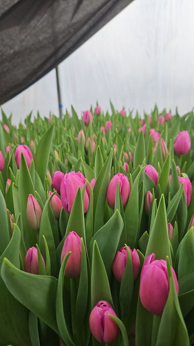 Тюльпани ГУРТ та РОЗДРІБ! Свіжий зріз, висока якість. Власна теплиця!