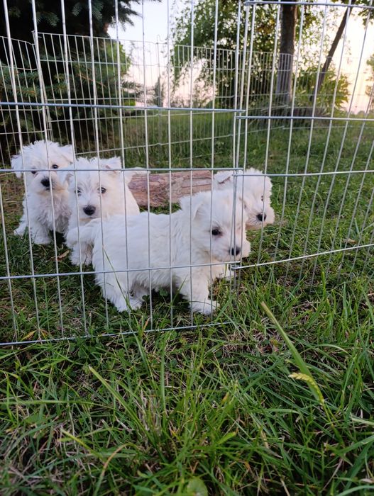 West higland white terrier
