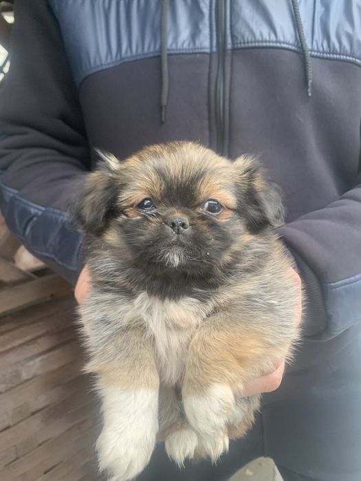 Продам цуценят Пекінесиків