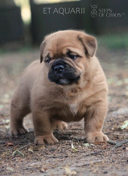 Buldog kontynentalny czerwony piesek