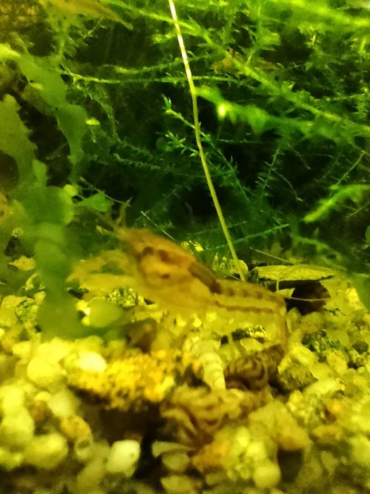 Raczki Cambarellus Texanus