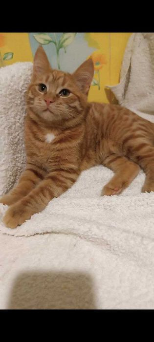 Котята котики кошечки бесплатно