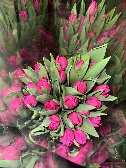 Тюльпани до 8 березня ОПТ