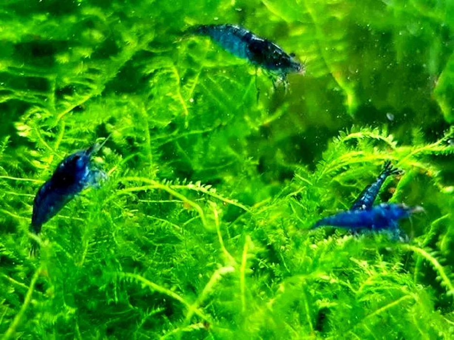 Krewetki niebieskie Blue Velvet.