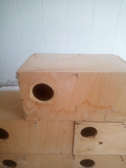 Ninhos de agapórnis rosicolis.