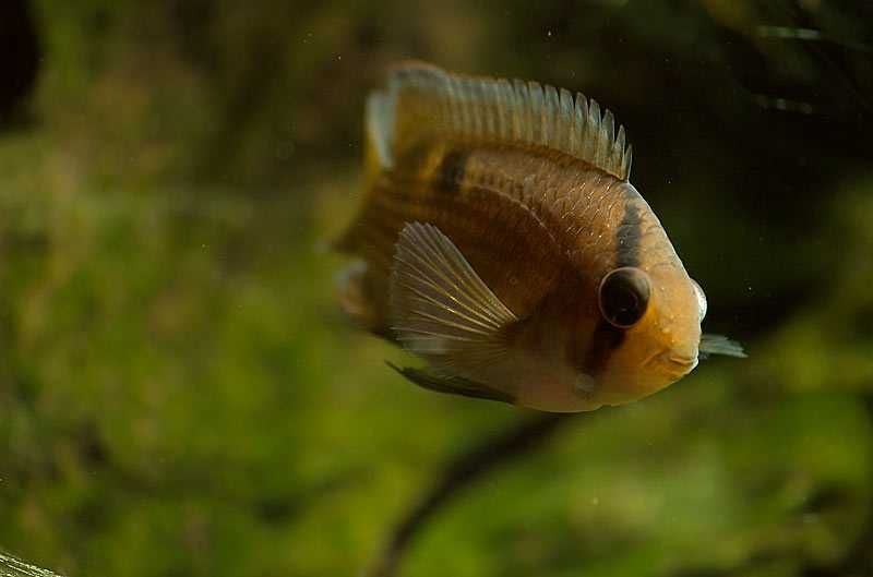 GB Akara z Maroni - dowóz ryb!