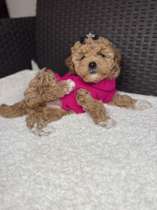 Маленькі милі мальтіпу