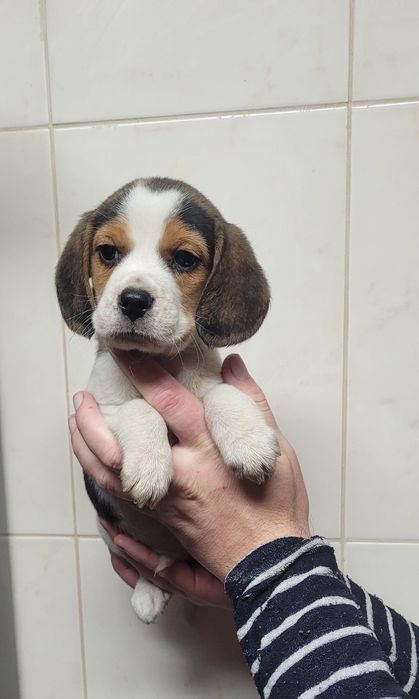 Cachorrinho beagle tricolor