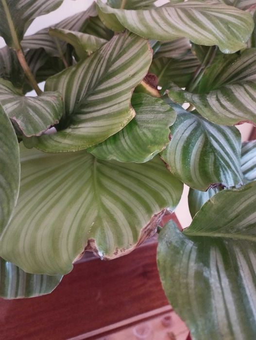 Kalatea Orbifolia