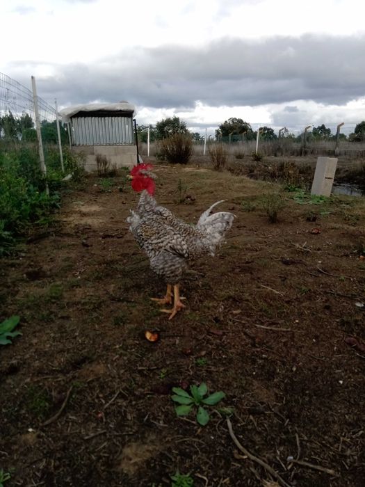 Frangos pedrês portuguesa e branca portuguesa