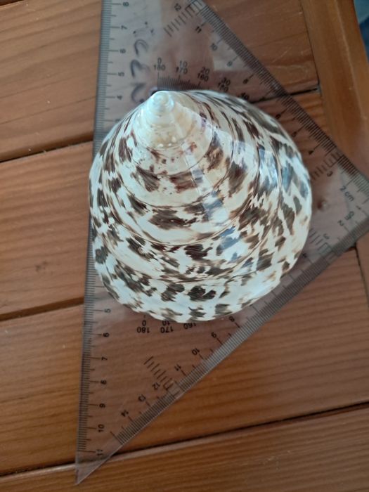 Caracol do mar gigante